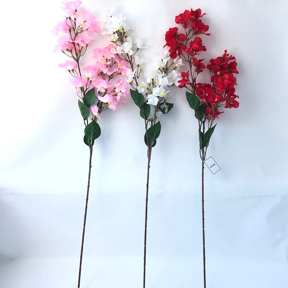 Semburan bunga bougainvillea sutera